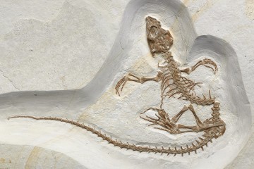 A fossil of a lizard is embedded in limestone and carefully excavated