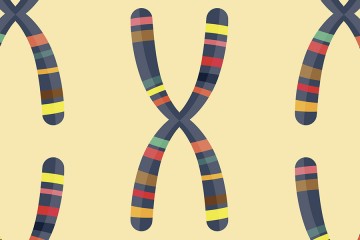 Illustrated genome