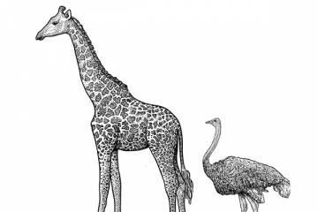 Illustration of a giraffe and ostrich