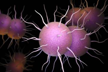 Artist's rendering of the Neisseria gonorrhea bacteria