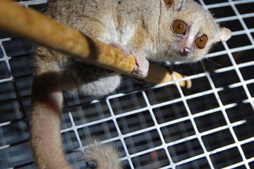 The lemur sits on a bar in a cage. It is small and hunched and has a long curling tail.