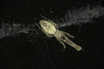 Hackled orb weaver spider in a web