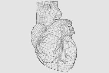 Illustration of a heart and blood vessels