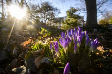 The first crocuses of spring popped up on the Homewood campus in late February 2022