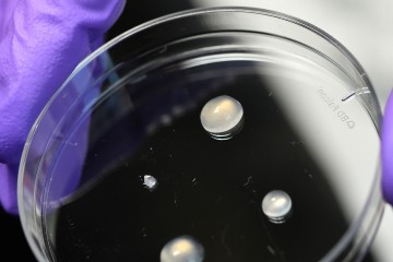 Hydrogels in a petri dish
