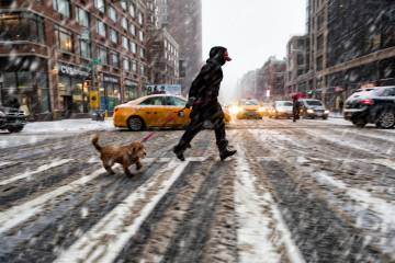 A person walks a dog in a city in freezing rain