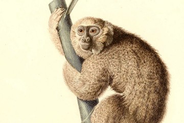 An artist's rendering depicts a furry tan monkey clinging to a tree branch