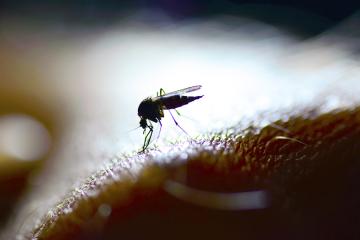 promising anti-malaria strategies detailed