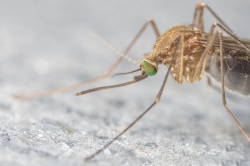 Extreme close-up of a mosquito