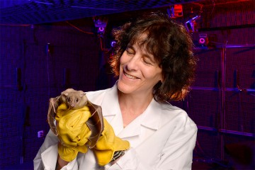 Cynthia Moss, wearing yellow gloves, holds a small bat with its wings outstretched