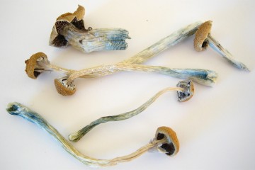 Dried psychedelic mushrooms