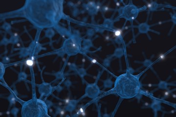 Computer generated image shows neurons interacting with each other, the gaps between them illuminated in white
