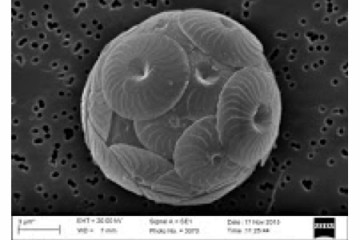Microscopic look at a cluster of a coccolithophore