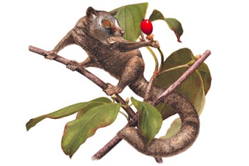 An illustration of Carpolestes simpsoni on a tree branch