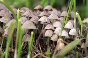 'Magic' mushrooms