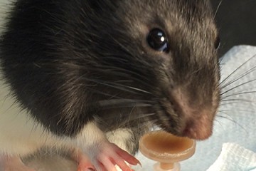 A black and white rat drinks some chocolatey liquid from a small dish