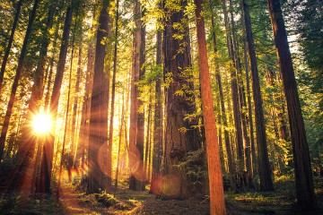 Light from the setting sun filters through the trunks of tall redwoods