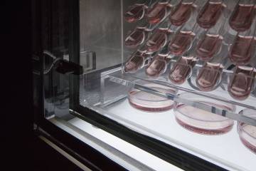 Photo of tubes containing pink liquid in a dark room