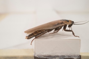Close-up of a cockroach climbing over an obstacle