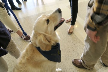 Service dog in a hospital