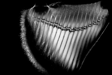 MRI of a shark fin