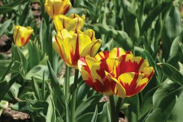 Closeup of tulips at Sherwood Gardens