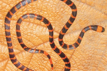 Redtail coral snake