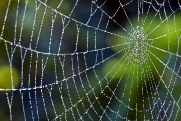 Spider Web with dew