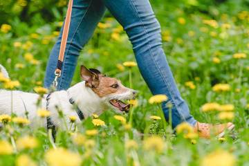 Lower legs of a woman wearing jeans walking a Jack Russell terrier on aa leash.