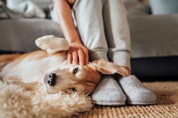 Woman caressing her pet beagle lying on the floor next to her feet