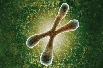 Telomeres are the caps, here in green, on the ends of chromosomes.