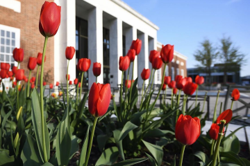 Red tulips grow in front of the Milton S. Eisenhower Library