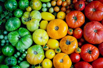Multicolored tomatoes