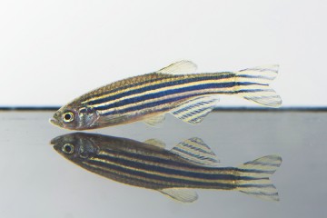 Zebrafish floats in tank just about its own reflection