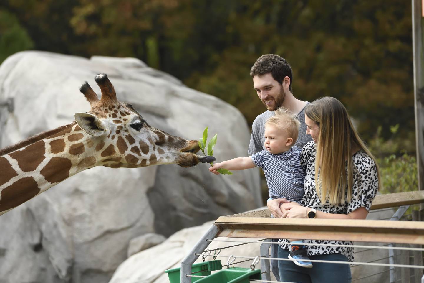 A baby feeds a giraffe