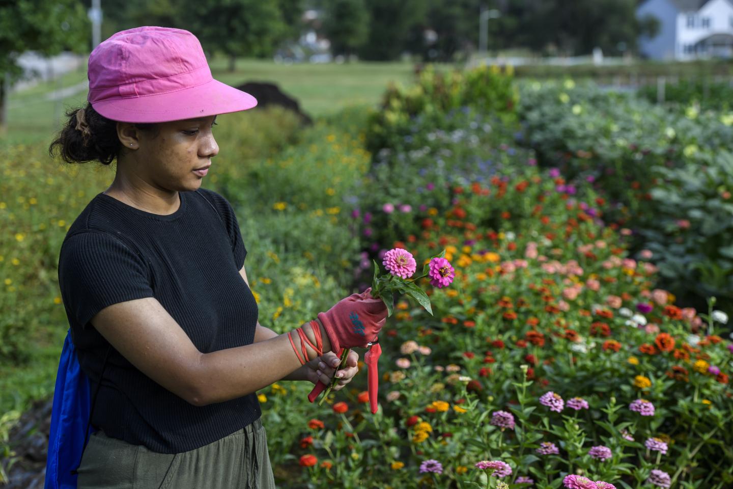 A person picks flowers from a field