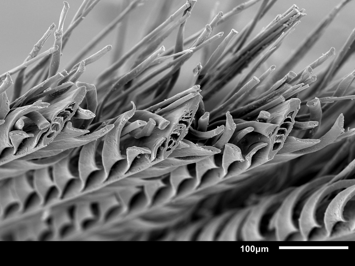 A magnified cross section of a male sandgrouse feather in black and white
