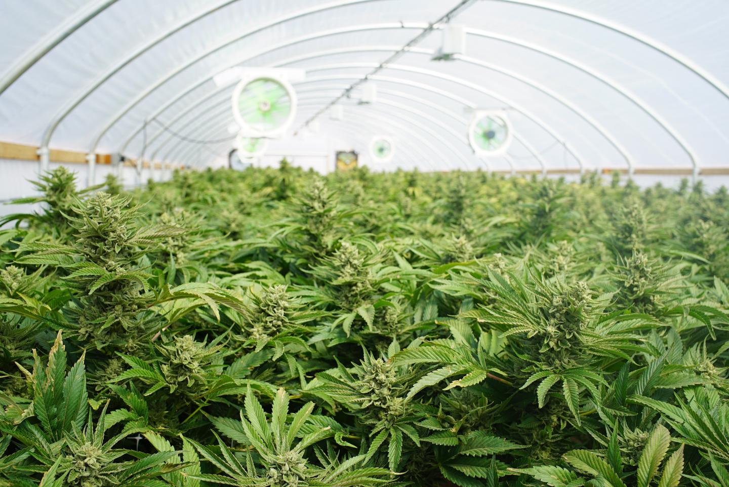 Large indoor marijuana commercial growing operation with fans in a greenhouse