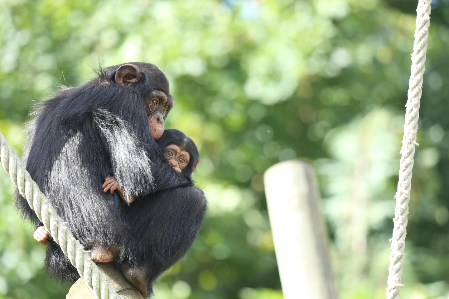 Apes sit closely together in a tree
