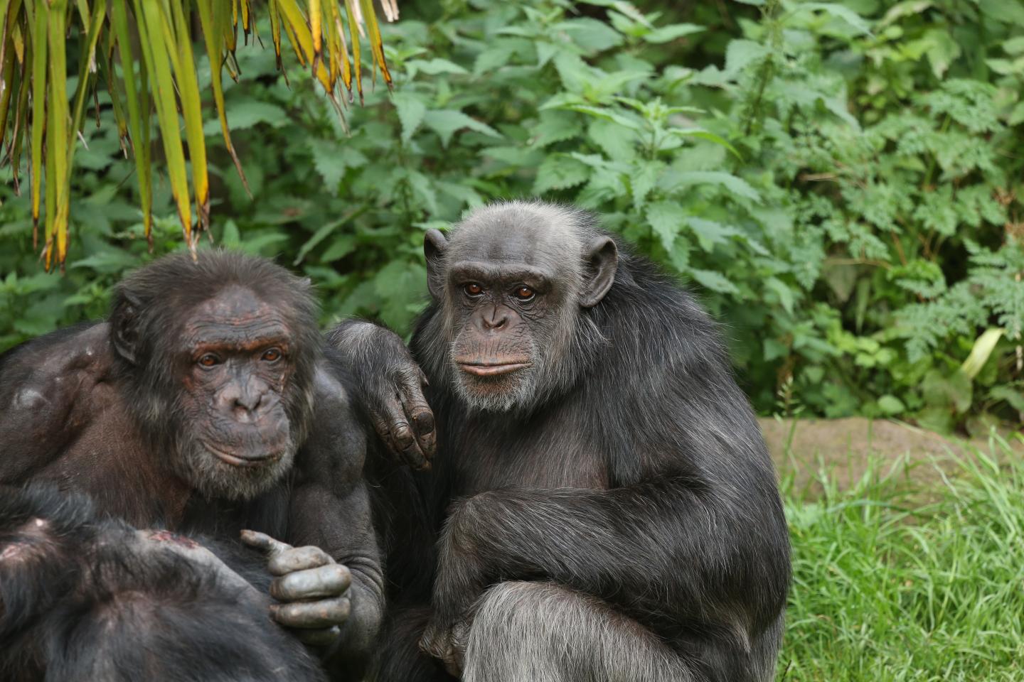 Apes sit closely together on the ground