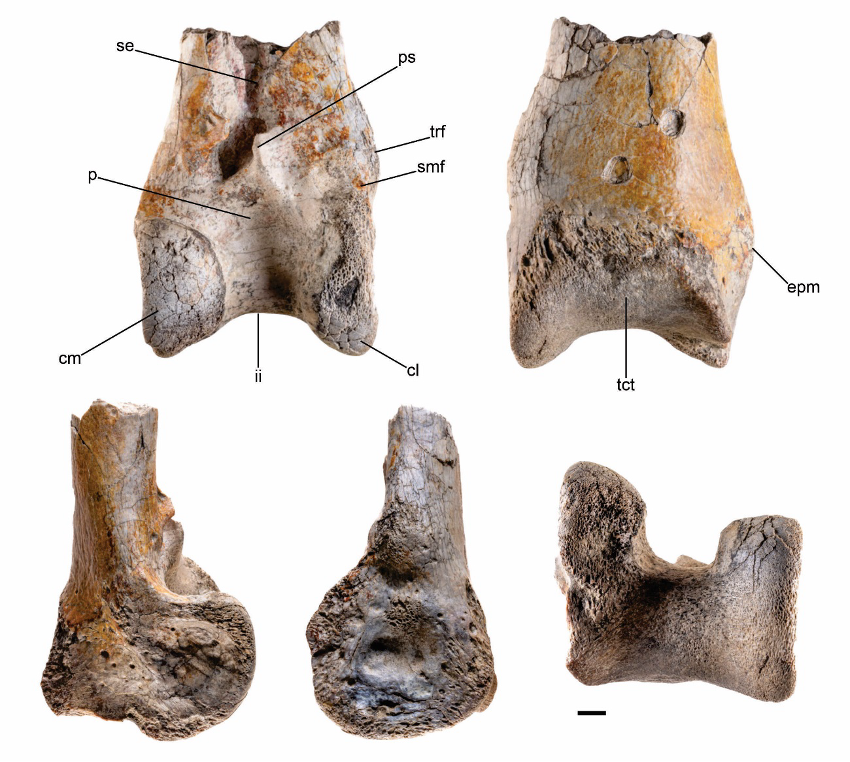 Labeled photos of a terror bird leg bone from different angles on a white background.