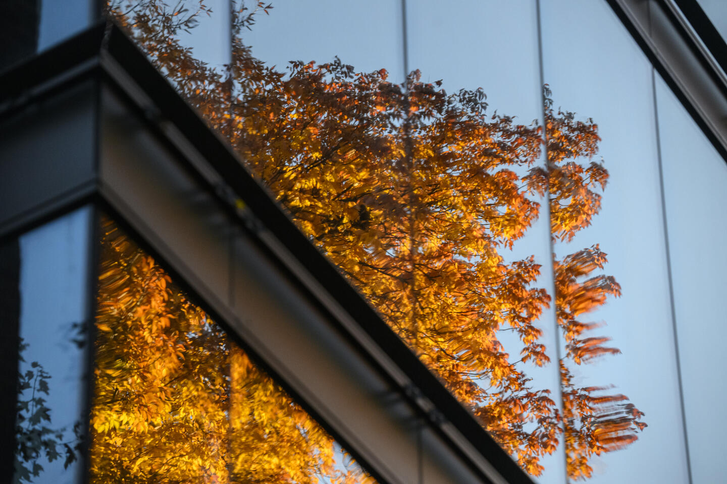 The image of an autumnal tree reflects in the windows of a modern, glass building.