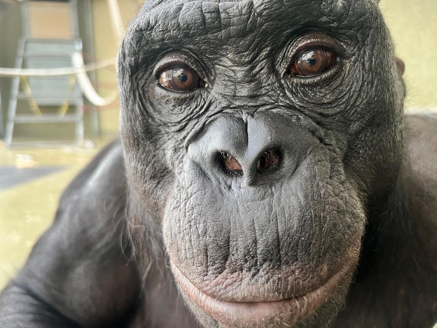 Kanzi, a bonobo, was part of the study