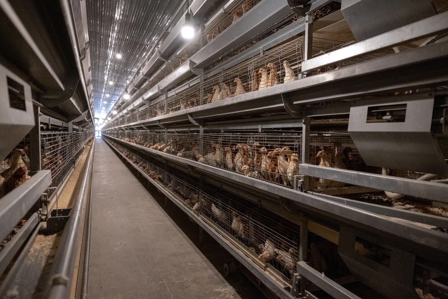 Long rows of cages for chickens