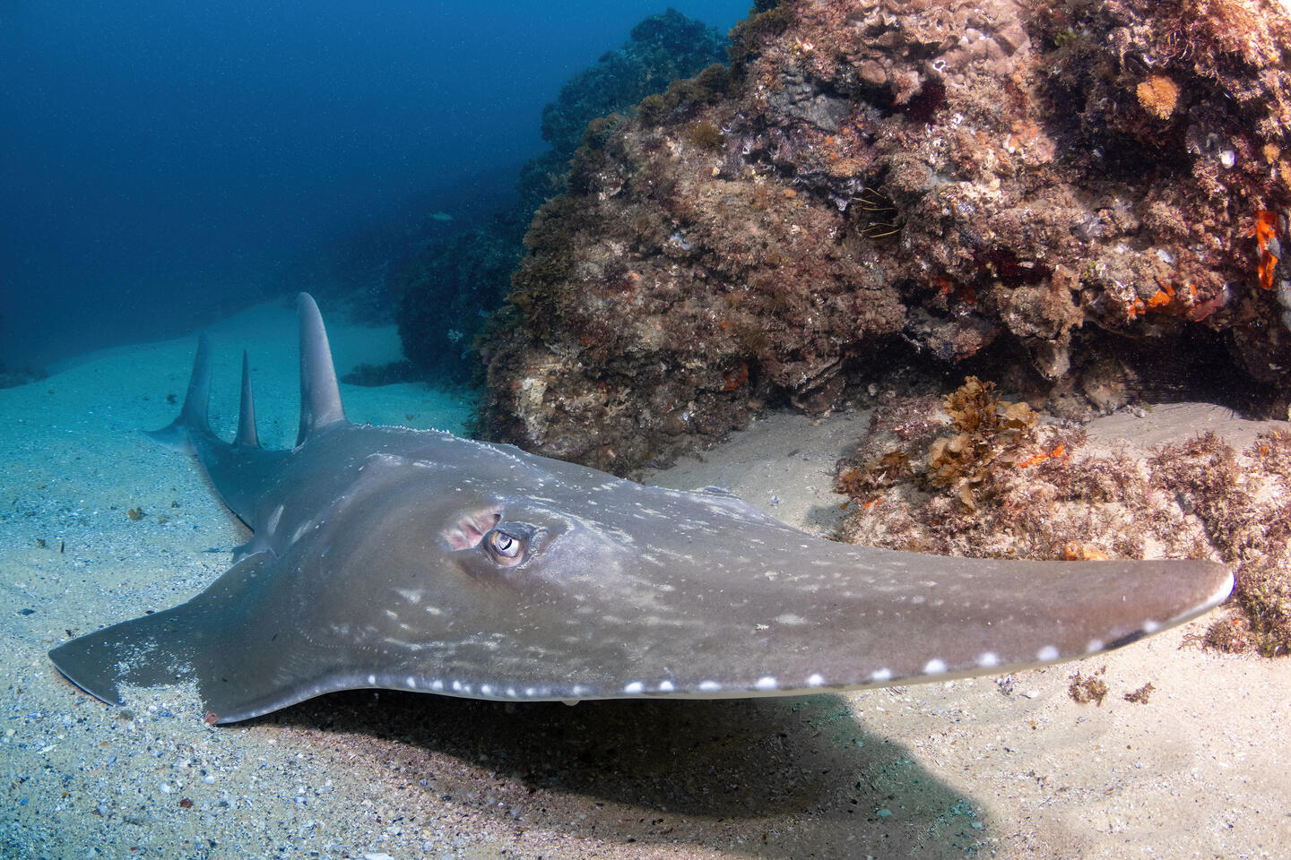 Smoothnose Wedgefish at the sandy boom of the ocean