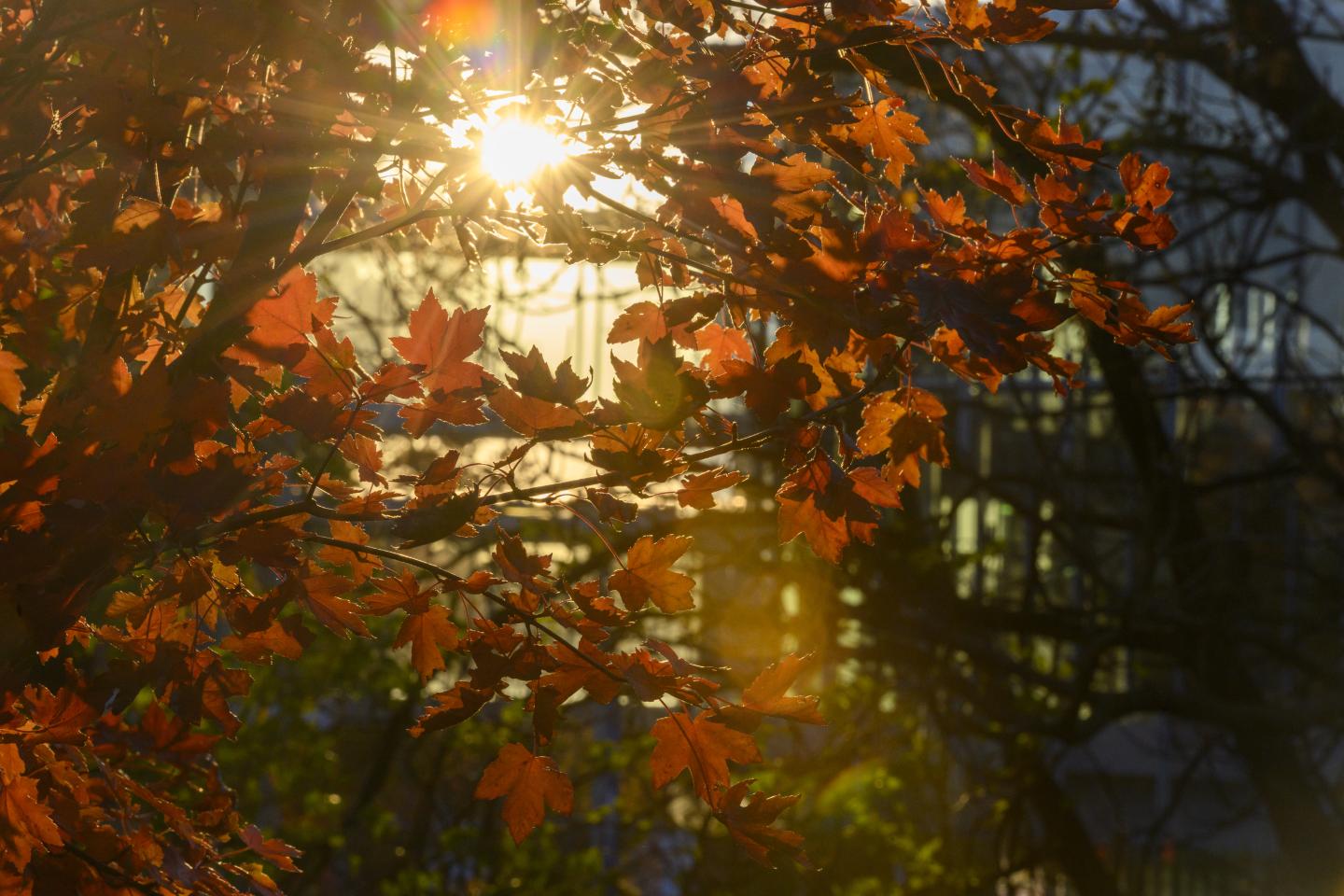 Light reflects off the windows of a glass building, through autumnal leaves.