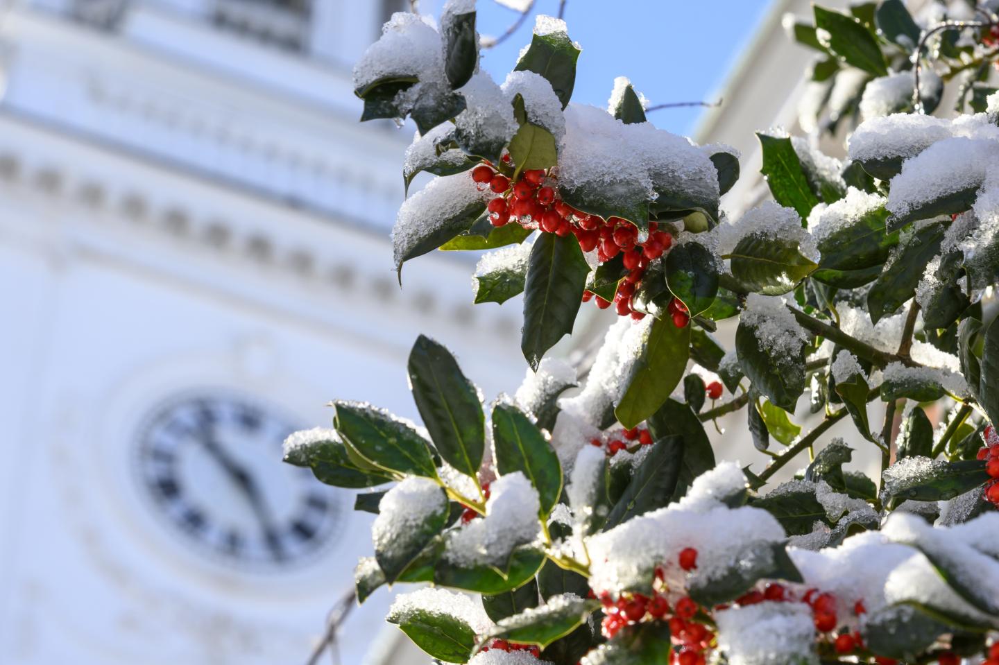 Snow lies on the leaves and branches of a red berry plant. In the background is a clock tower.