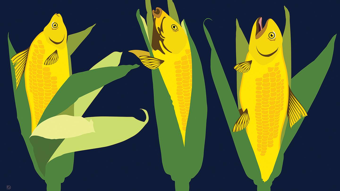 Illustration shows fish as ears of corn Illustration shows fish as ears of corn