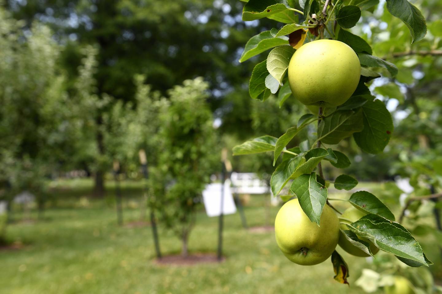 Apples grow on Homewood campus