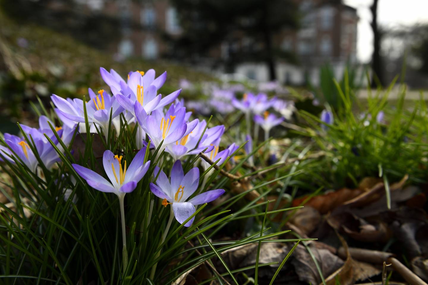 Crocuses